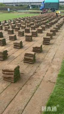 草卷状马尼拉草