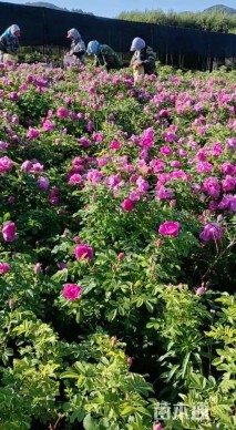 高度40厘米四季玫瑰