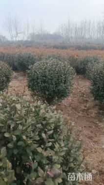 冠幅150厘米卫矛球