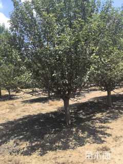 20公分绚丽海棠