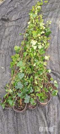 150厘米常青藤