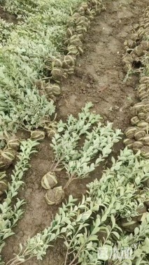 高度45厘米金边黄杨小苗