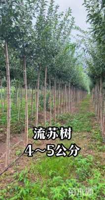 5公分流苏树