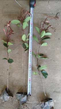 高度30厘米红叶石楠小苗