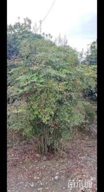 高度110厘米南天竹