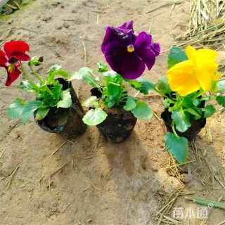 高度16厘米三色堇