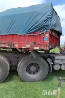 草卷状百慕大草