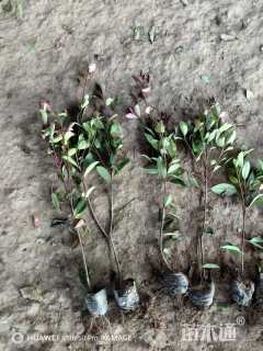 高度50厘米红叶石楠小苗