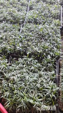 高度5厘米玉龙草