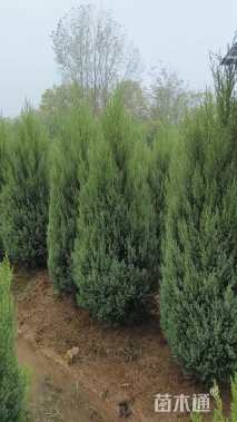 高度150厘米北京桧