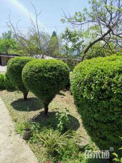 高度100厘米瓜子黄杨