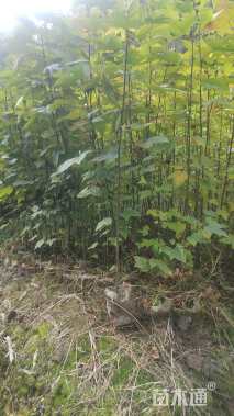 高度100厘米枫香小苗