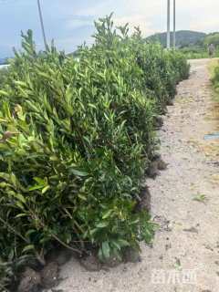 高度160厘米法国冬青