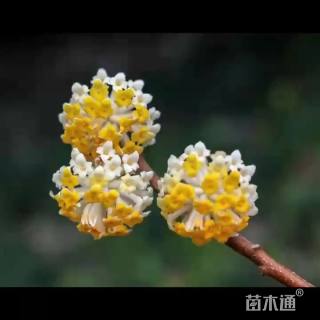 高度100厘米结香