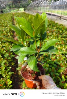 高度35厘米龙船花