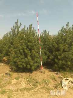 高度250厘米白皮松