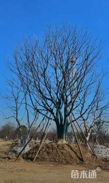 150公分(3杆)丛生朴树