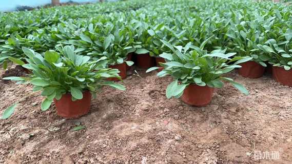 高度10厘米大花金鸡菊