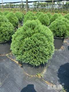 高度30厘米球柏