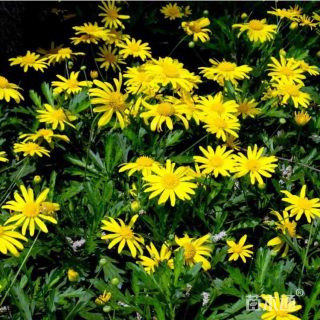 高度20厘米黄金菊