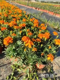 高度10厘米孔雀草