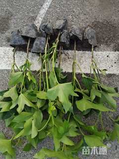 高度30厘米熊掌木小苗