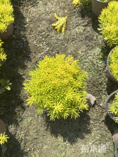 高度10厘米金叶佛甲草