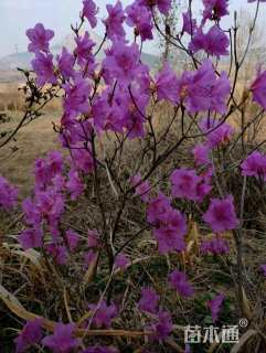 高度65厘米迎红杜鹃