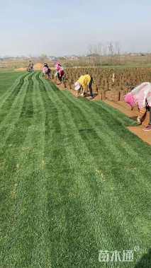 草卷状马尼拉草