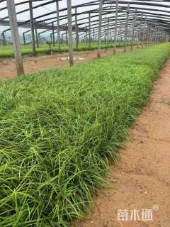 高度30厘米青绿苔草