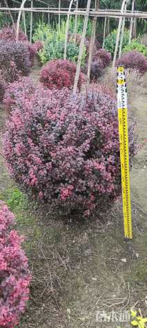 冠幅120厘米紫叶小檗球