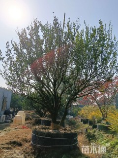 8.40公分丛生香泡