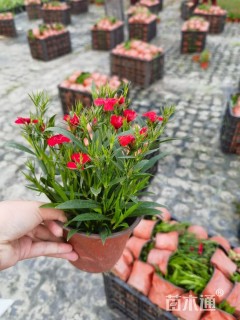 高度14厘米石竹