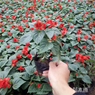 高度20厘米大红花