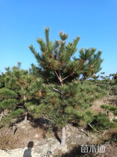 高度300厘米黑松