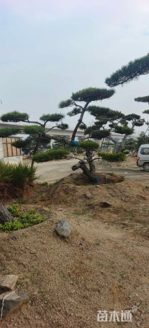 20公分造型油松