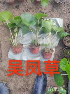 高度25厘米大吴凤草