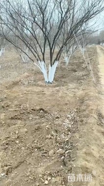 高度400厘米丛生黄栌