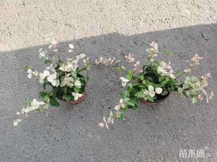 15厘米花叶络石