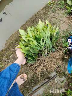 25厘米洒金珊瑚小苗