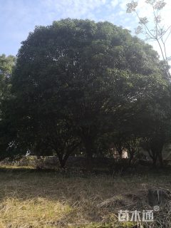 40公分桂花