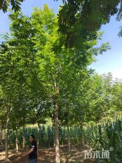 15公分枫杨