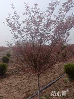 13公分日本红枫