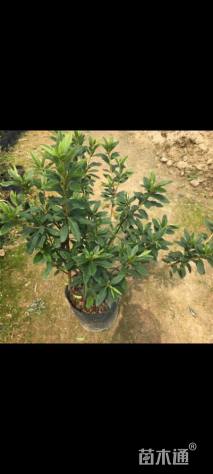 高度40厘米春鹃