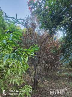 高度400厘米丛生紫叶李