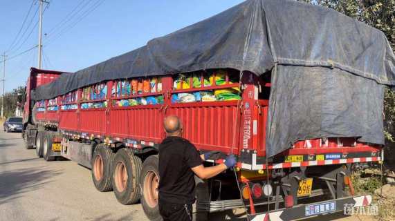 高度20厘米欧石竹