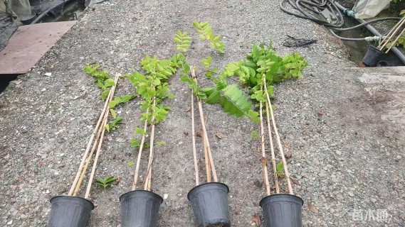 高度150厘米使君子