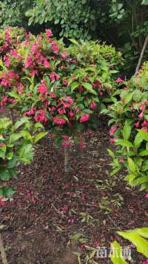 高度160厘米锦带