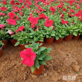 高度30厘米矮牵牛