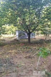 15公分染井吉野樱